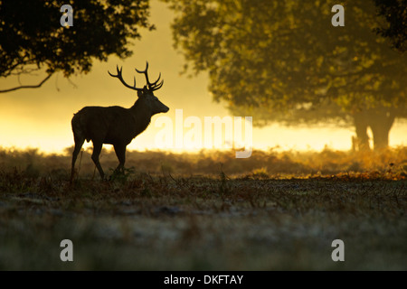 Silhouette de red deer stag at dawn Banque D'Images