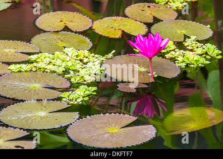 Des nénuphars, Nymphaea spp., à Phnom Penh, le long du fleuve Mékong, le Cambodge, l'Indochine, l'Asie du Sud-Est, Asie Banque D'Images
