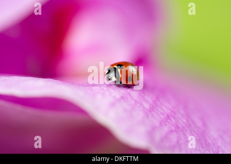 Une petite coccinelle est la marche sur une feuille d'une orchidée Banque D'Images