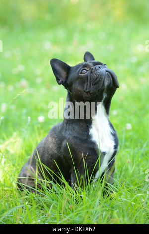 Bouledogue français dans l'herbe jusqu'à Banque D'Images
