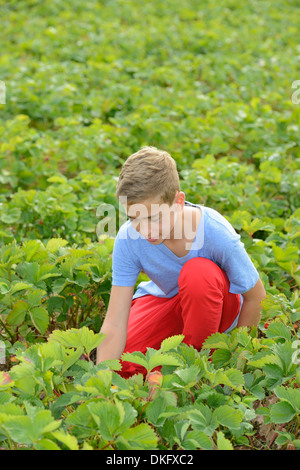 Teenage boy picking Strawberries in field Banque D'Images
