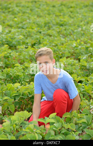 Teenage boy picking Strawberries in field Banque D'Images