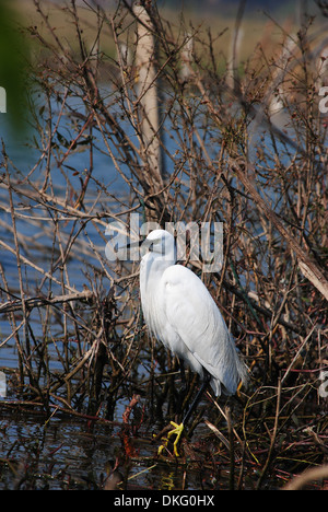 Aigrette garzette (Egretta garzetta) attendent en silence pour attraper sa proie dans un marais. Banque D'Images