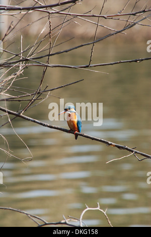 Un portrait de Kingfisher (Alcedo atthis) assis sur une branche. Banque D'Images