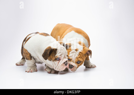 Deux Chiots bulldog Anglais qui sent Banque D'Images