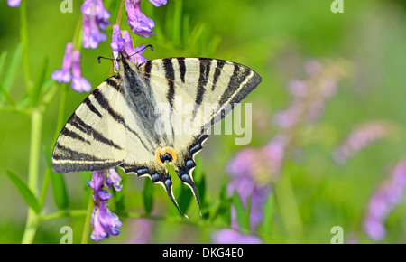 Papillon sur fleur sur fond naturel Banque D'Images
