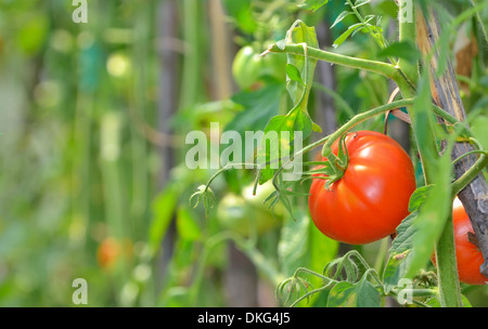 Tomates mûres prêts à prendre dans une serre Banque D'Images