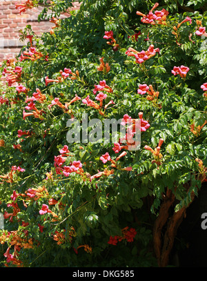 Vigne trompette Trompette ou rampantes, campsis radicans, Bignoniaceae. Le sud-est des Etats-Unis, en Amérique du Nord. Banque D'Images