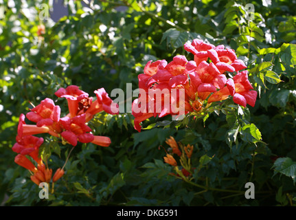 Vigne trompette Trompette ou rampantes, campsis radicans, Bignoniaceae. Le sud-est des Etats-Unis, en Amérique du Nord. Banque D'Images