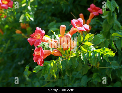 Vigne trompette Trompette ou rampantes, campsis radicans, Bignoniaceae. Le sud-est des Etats-Unis, en Amérique du Nord. Banque D'Images