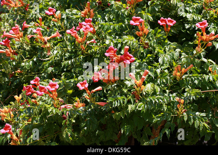 Vigne trompette Trompette ou rampantes, campsis radicans, Bignoniaceae. Le sud-est des Etats-Unis, en Amérique du Nord. Banque D'Images