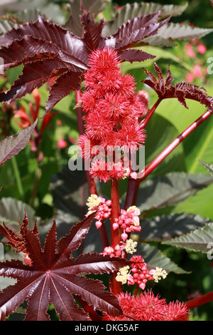 Le ricin cramoisi, Ricin, Mole Bean, Higuera infernal, Ricinus communis, 'Carmincita', Euphorbiaceae. Banque D'Images