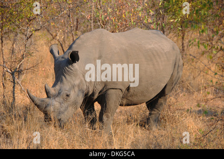 Le rhinocéros blanc (Ceratotherium), rhinocéros Sabi Sand Game Reserve, Afrique du Sud Banque D'Images