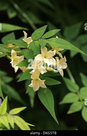 Jasmine ou Jessamine, poète, jasmin, Jasminum officinale 'Clotted cream', Oleaceae. Syn. Jasminum grandiflorum. Banque D'Images