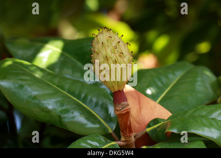 Le sud de Magnolia, Magnolia grandiflora 'Charles Dickens', Magnoliaceae. Bouton floral. Texas, USA du Sud-Est, Amérique du Nord. Banque D'Images