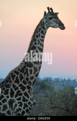 Girafe (Giraffa camelopardalis) Sabi Sand Game Reserve, Afrique du Sud Banque D'Images