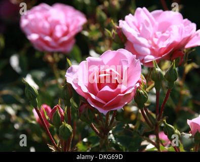 Rose, Rosa 'Bonica' eidomonac, Rosaceae. Banque D'Images