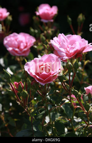 Rose, Rosa 'Bonica' eidomonac, Rosaceae. Banque D'Images