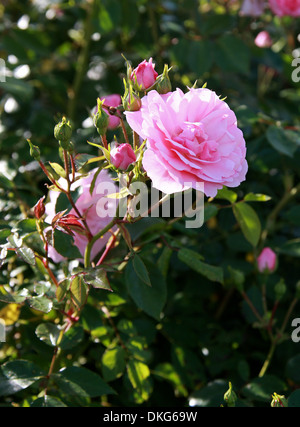 Rose, Rosa 'Bonica' eidomonac, Rosaceae. Banque D'Images