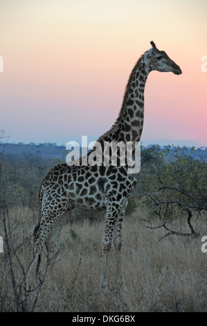 Girafe (Giraffa camelopardalis) Sabi Sand Game Reserve, Afrique du Sud Banque D'Images