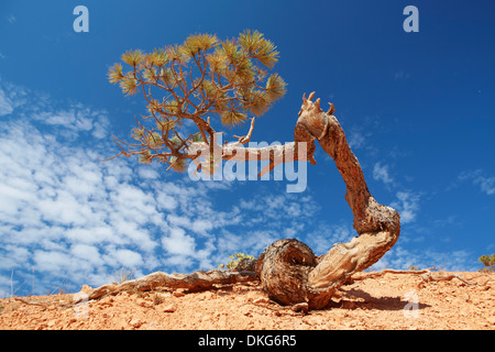 Pin tordu, Bryce Canyon National Park, Utah, USA Banque D'Images