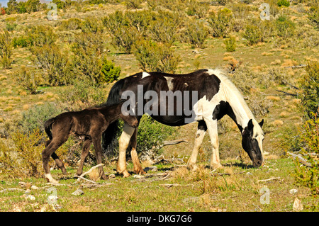 Mustang près de Cold Creek, spring mountains, Nevada, USA Banque D'Images