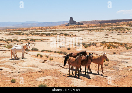 American Indian poneys, le nord de l'Arizona, USA Banque D'Images