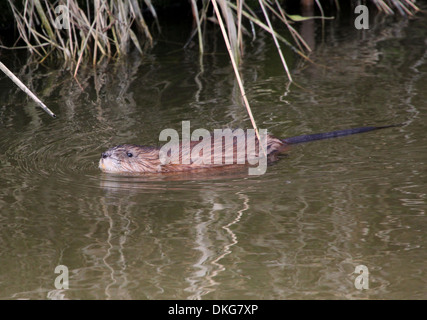 Close-up d'un rat musqué (Ondatra zibethicus) natation Banque D'Images