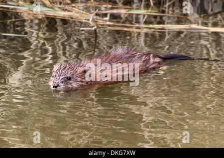 Close-up d'un rat musqué (Ondatra zibethicus) natation Banque D'Images