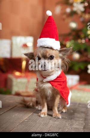 Un petit chien chihuahua assis en face de l'arbre de Noël. Il est habillé en père Noël Banque D'Images