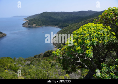 Parc national de Port-Cros Port-Cros, Iles d'Hyères, Provence, France, Europe Banque D'Images