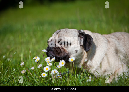 Le PUG dog lying on a flower meadow Banque D'Images