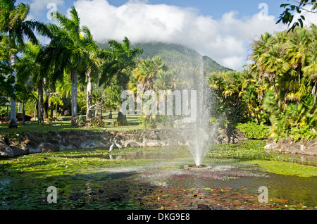 Jardin botanique, Nevis, Saints Kitts-et-Nevis, Anitlles moindre, les Caraïbes, l'Amérique Banque D'Images