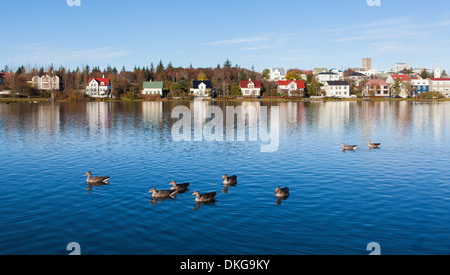 Canards dans un lac, Reykjavik, Islande Banque D'Images