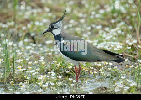 Le nord de sociable (Vanellus vanellus). Mâle adulte de nourriture. Banque D'Images