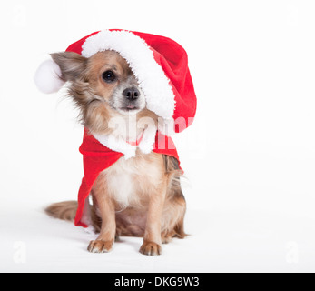 Petit chihuahua brun avec de grands Santa hat, facultatif, arrière-plan blanc Banque D'Images