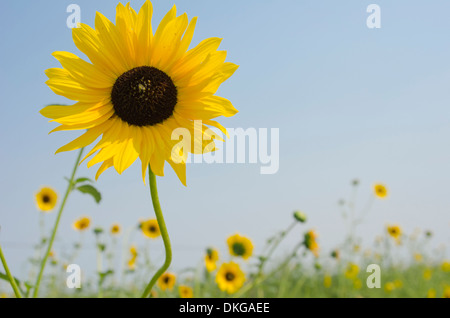 Close up d'un tournesol dans un champ plein d'entre eux. Ces 'Compass' fleurs sont ainsi nommés parce qu'ils suivent le mouvement de la Banque D'Images