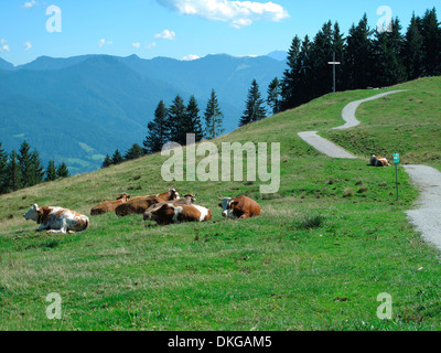 Les vaches sur les pâturages, blomberg, bad tolz, Bavière, Allemagne Banque D'Images