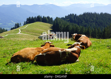 Les vaches sur les pâturages, blomberg, bad tolz, Bavière, Allemagne Banque D'Images