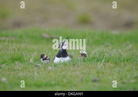 Le nord de sociable (Vanellus vanellus). Femme abritant deux jeunes poussins au cours d'une douche, tandis que deux autres poussins explorer à proximité Banque D'Images