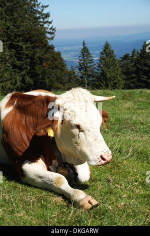 Vache sur les terres à pâturage, blomberg, bad tolz, Bavière, Allemagne Banque D'Images