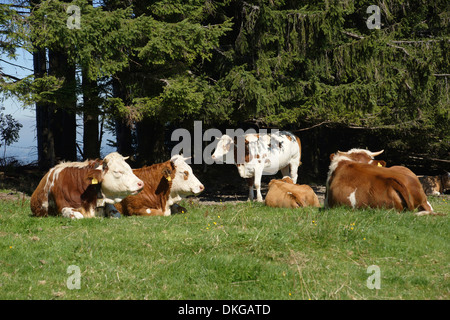 Les vaches sur les pâturages, blomberg, bad tolz, Bavière, Allemagne Banque D'Images