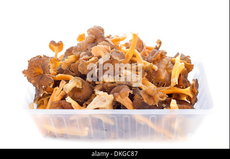 Golden chanterelles in front of white background Banque D'Images