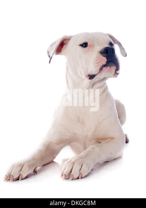 Chiot bouledogue américain in front of white background Banque D'Images