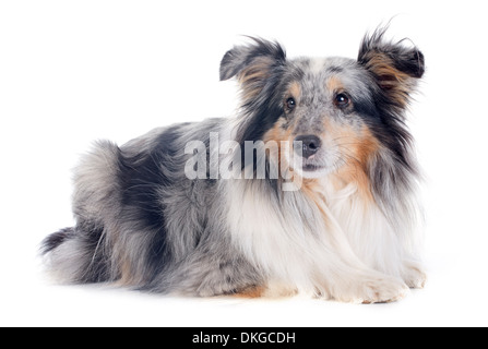 Portrait d'un chien de race shetland in front of white background Banque D'Images