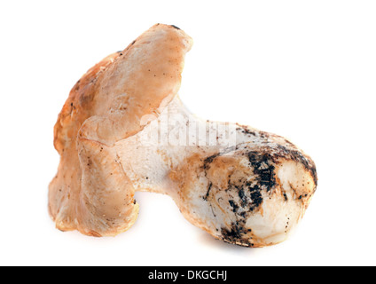 Hedgehog mushroom in front of white background Banque D'Images