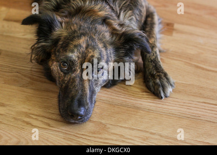 En levrette la dépression - orientation horizontale close up d'un chien à la recherche de couleur enfoncée sur un sol en bois avec copie espace Banque D'Images