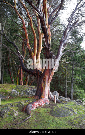 Arbre généalogique de Madrone du Pacifique - ancien four à chaux Point State Park, l'île San Juan, San Juan County, Washington, USA Banque D'Images