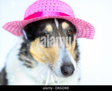 Smooth Collie avec Pink Hat - orientation horizontale close up isolées sur fond blanc d'un bon chien colley tricolore Banque D'Images