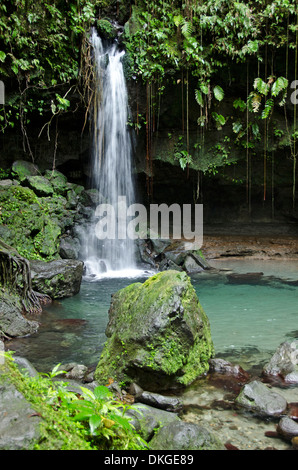 Parc national du Morne Trois Pitons, Dominique, îles du Vent, Petites Antilles, Antilles, Caraïbes, Amérique Latine Banque D'Images